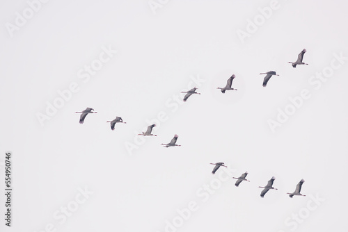  A flock of flying cranes in the sky