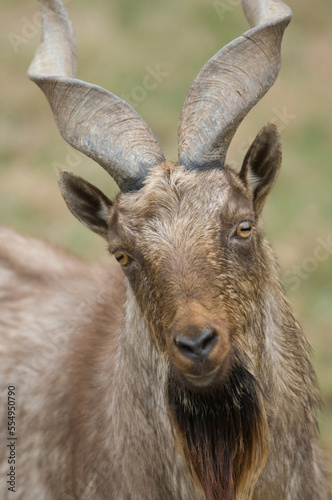 Portrait of a Markhor (Capra falconeri  heptneri) at a Wildlife Adventure Park in Kansas, USA; Salina, Kansas, United States of America photo