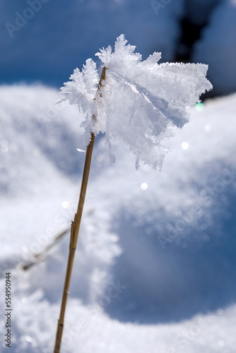Eiskristalle - Schnee - Winter - Allgäu 