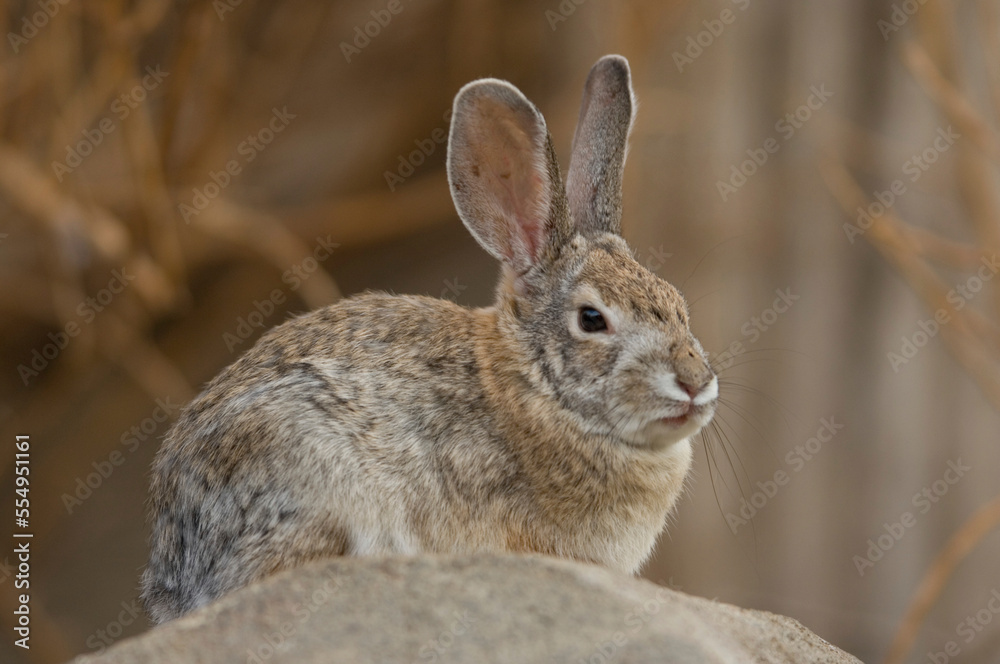 Portrait of a Desert cottontail rabbit (Sylvilagus audubonii) sitting on a rock in a desert environment in a zoo; Omaha, Nebraska, United States of America Portrait of a Desert cottontail rabbit (Sylvilagus audubonii) sitting on a rock in a desert environment in a zoo; Omaha, Nebraska, United States of America