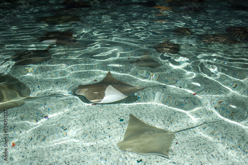 Cownose rays (Rhinoptera bonasus) in water at a zoo; Phoenix, Arizona, United States of America photo