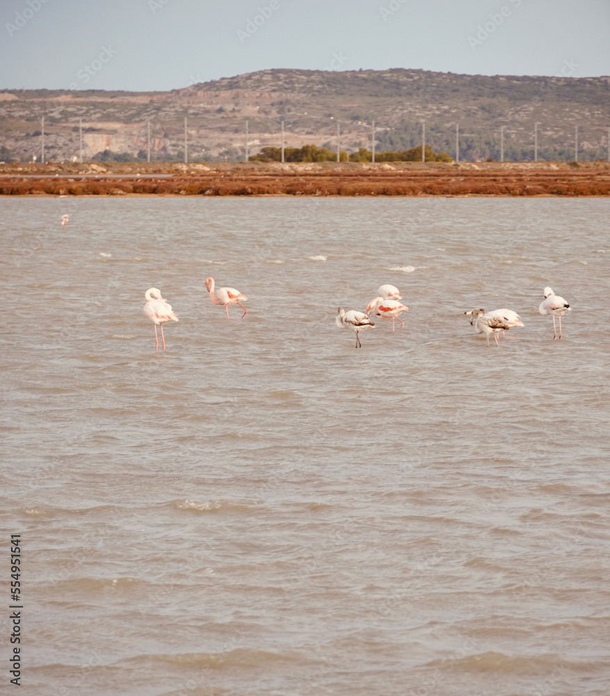 Lake Leucate in the south of France in Languedoc Roussillon in France. Flamingos on the lake. Landscape in Luecate, Aude with space for text. Lakes of the Salses with animals.