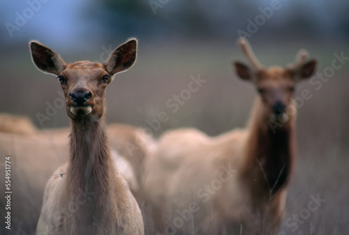 Group of Tule elk (Cervus canadensis nannodes) stand alert in a field in San Luis National Wildlife Refuge, California, USA; California, United States of America photo