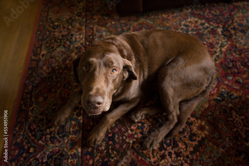 Dog innocently looks at the camera while laying on the carpet at home; Tulsa, Oklahoma, United States of America