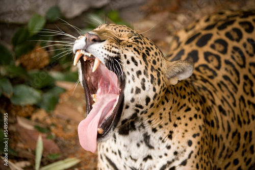Yawning jaguar (Panthera onca) shows its large teeth in an open mouth in a zoo; Mexico City, Mexico photo