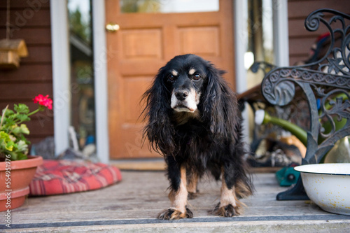 Portrait of a dog standing outside it's home; Whitefish, Montana, United States of Americaq