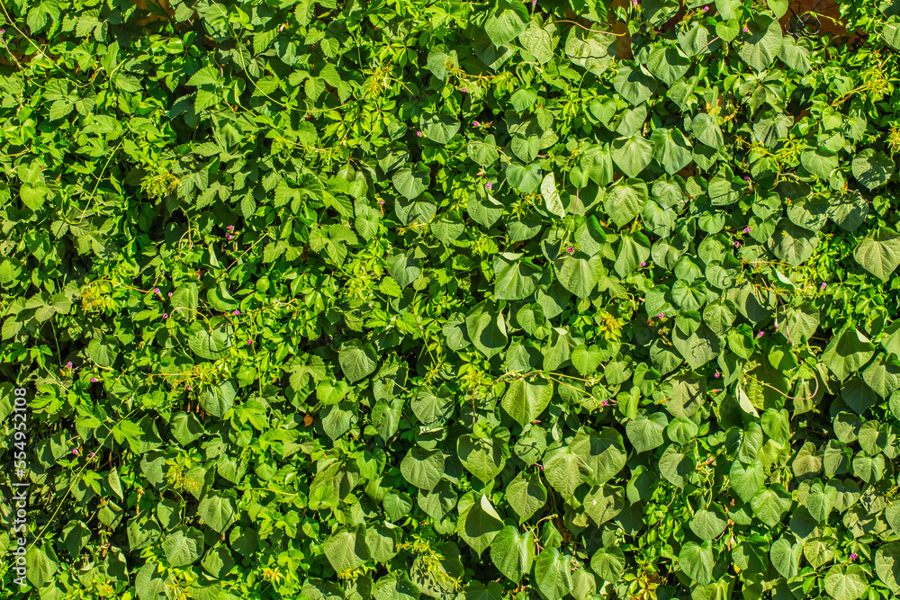 Green leaves floral plant for decoration of the facade and interior of the summer terrace texture background