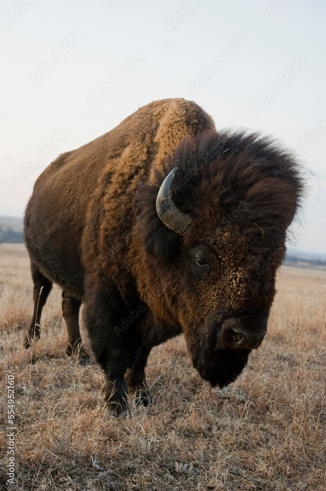 Portrait of a wild American bison (Bison bison) roam on a game preserve in Kansas, USA; Canton, Kansas, United States of America Portrait of a wild American bison (Bison bison) roam on a game preserve in Kansas, USA; Canton, Kansas, United States of America