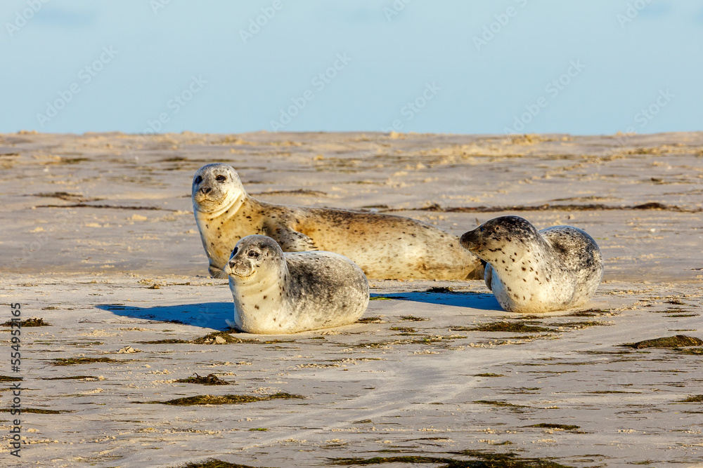 Fototapeta premium Seals resting on a beach at pellworm in schleswig holstein