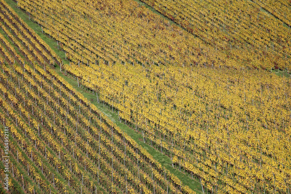 Herbstlicher Weinhang