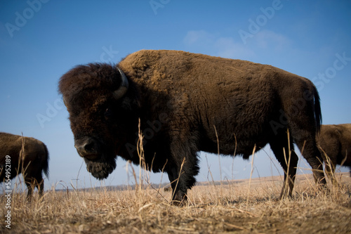 Portrait of a wild American bison (Bison bison) roaming on a game preserve in Kansas, USA; Canton, Kansas, United States of America photo