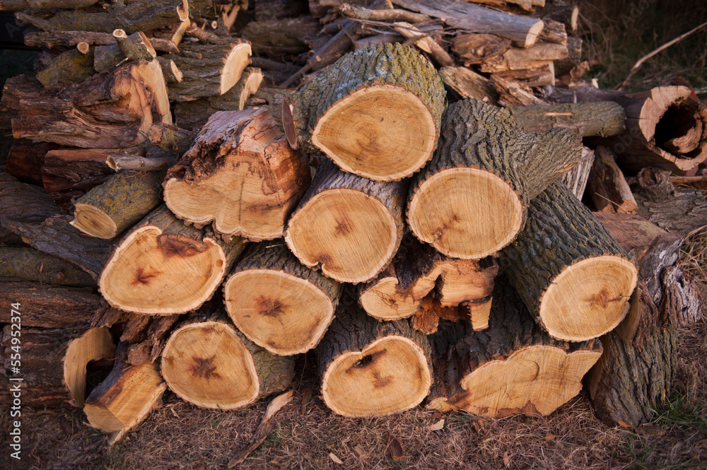 Freshly chopped logs piled up on a farm; Dunbar, Nebraska, United States of America Freshly chopped logs piled up on a farm; Dunbar, Nebraska, United States of America