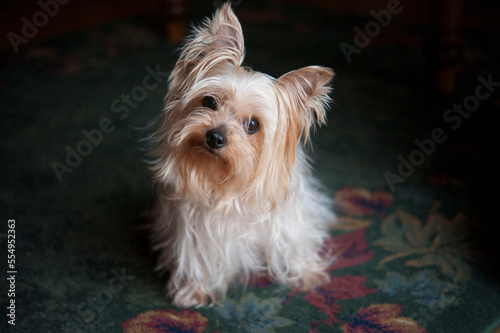Portrait of a Yorkshire terrier sitting at home on a floral rug; Lincoln, Nebraska, United States of America