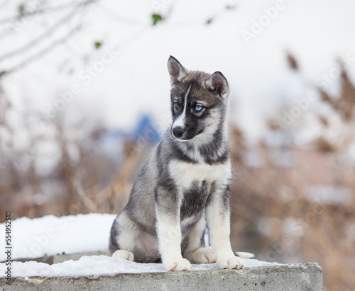 little husky that looks like a wolf