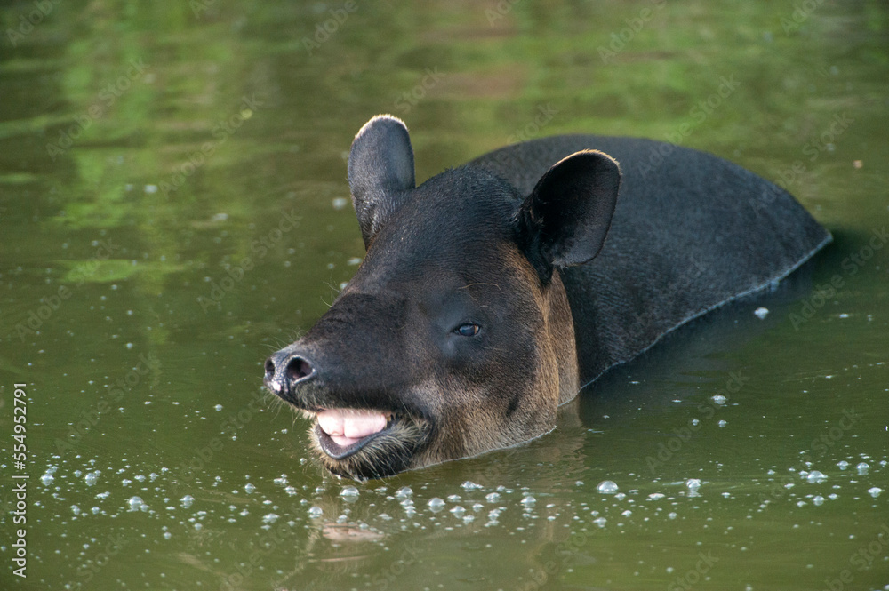 Federally endangered Baird's tapir (Tapirus bairdii) at White Oak Conservation Center, Florida, USA; Yulee, Florida, United States of America Federally endangered Baird's tapir (Tapirus bairdii) at White Oak Conservation Center, Florida, USA; Yulee, Florida, United States of America