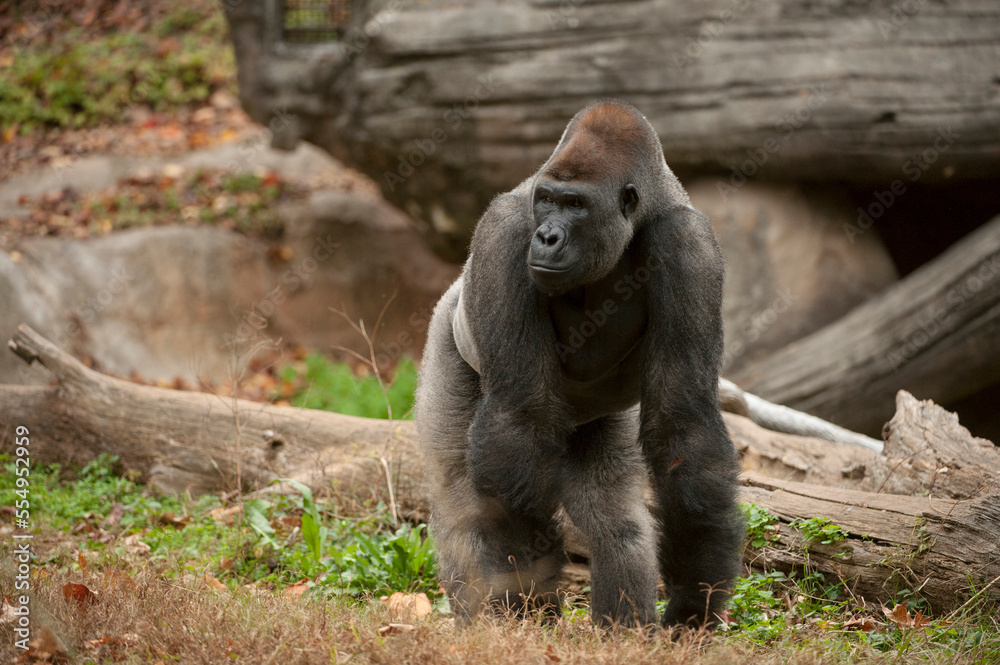 Portrait Of A Critically Endangered Western Gorilla (Gorilla Gorilla ...