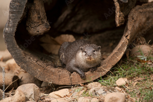 Oriental small-clawed otter (Aonyx cinerea) in a zoo; Atlanta, Georgia, United States of America photo