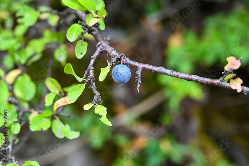 Blackthorn growing on the bush. Sloe. Prunus spinosa. 