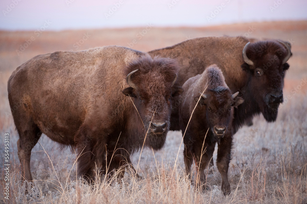 Group of three Bison (Bison bison) on a ranch near Valentine, Nebraska, USA; Valentine, Nebraska, United States of America Group of three Bison (Bison bison) on a ranch near Valentine, Nebraska, USA; Valentine, Nebraska, United States of America
