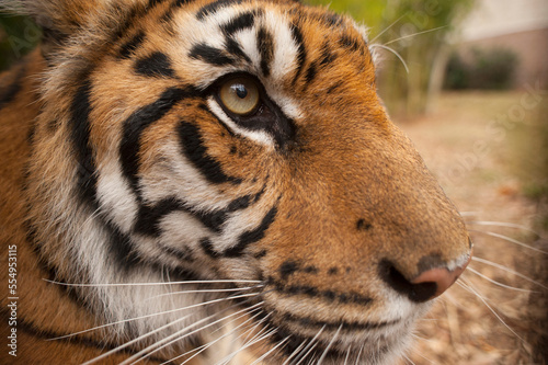 Portrait of a critically-endangered female Sumatran tiger (Panthera tigris sumatrae) in a zoo; Atlanta, Georgia, United States of America photo