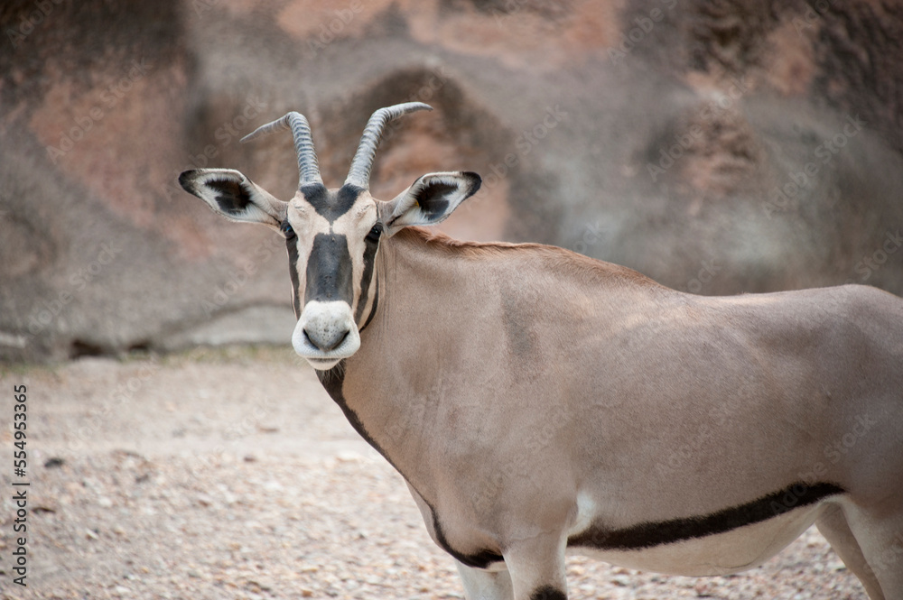 Beisa Portrait of an East African oryx (Oryx beisa) in a zoo enclosure ...