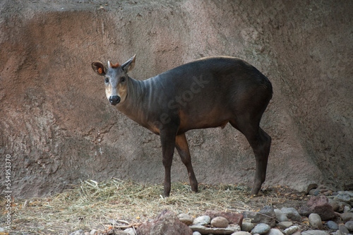 Portrait of a Yellow-backed duiker (Cephalophus silvicultor) in a zoo enclosure; Brownsville, Texas, United States of America photo