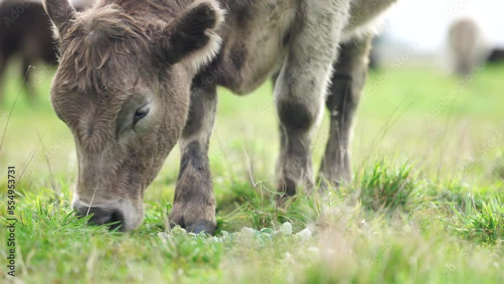 Beef cattle grazing on pasture. Cows eating grass on a regenerative farm in America Beef cattle grazing on pasture. Cows eating grass on a regenerative farm in America