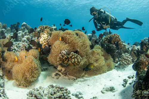 Sea anemone with scuba diver photo