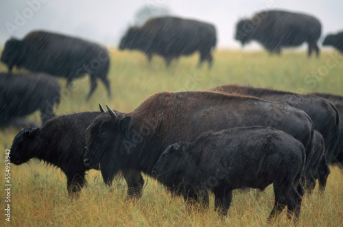 Herd of America bison (Bison bison) stand wet in a rainfall in Fort Niobrara National Wildlife Refuge, Nebraska, USA; Nebraska, United States of America photo