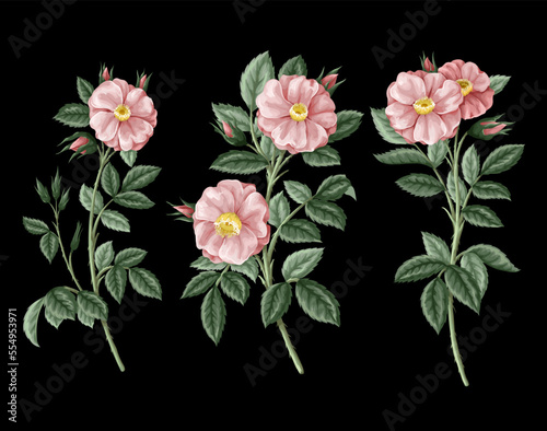 Pink roses with leaves isolated. Vector.
