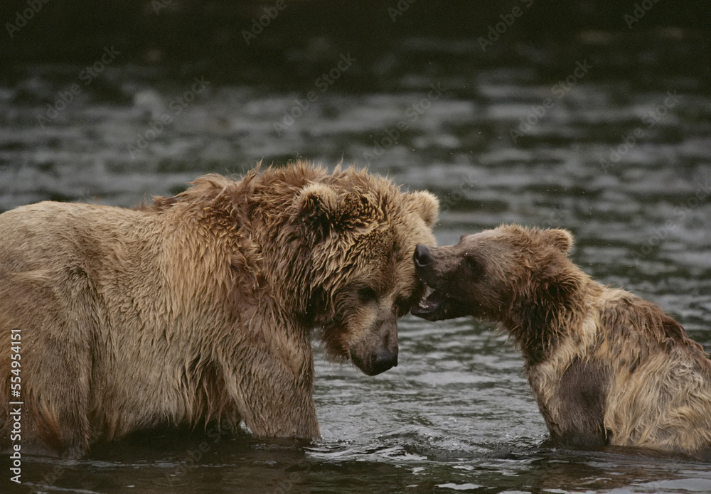 Two grizzly bears (Ursus arctos horribilis) tussle playfully in the shallows of Knight Inlet, BC, Canada; British Columbia, Canada Two grizzly bears (Ursus arctos horribilis) tussle playfully in the shallows of Knight Inlet, BC, Canada; British Columbia, Canada
