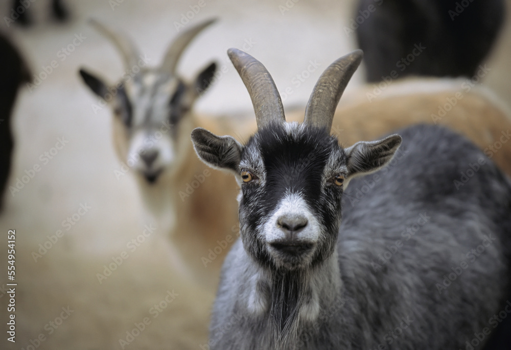 Portrait of a pair of Domestic goats (Capra hircus hircus) in a zoo; Lincoln, Nebraska, United States of America Portrait of a pair of Domestic goats (Capra hircus hircus) in a zoo; Lincoln, Nebraska, United States of America
