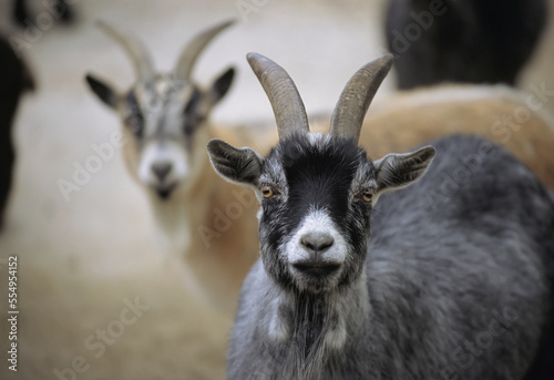 Portrait of a pair of Domestic goats (Capra hircus hircus) in a zoo; Lincoln, Nebraska, United States of America