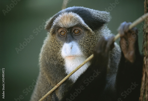 Portrait of a De Brazza's monkey (Cercopithecus neglectus) at a zoo; Lincoln, Nebraska, United States of America photo