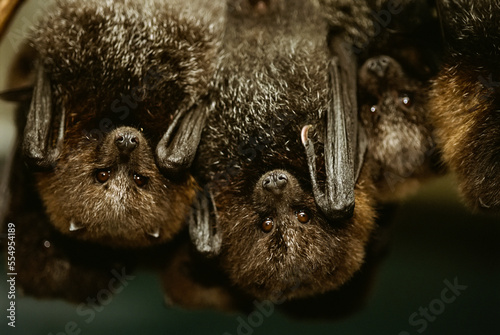 Group of Rodrigues fruit bats (Pteropus rodricensis) hanging upside down at a zoo; Lincoln, Nebraska, United States of America photo