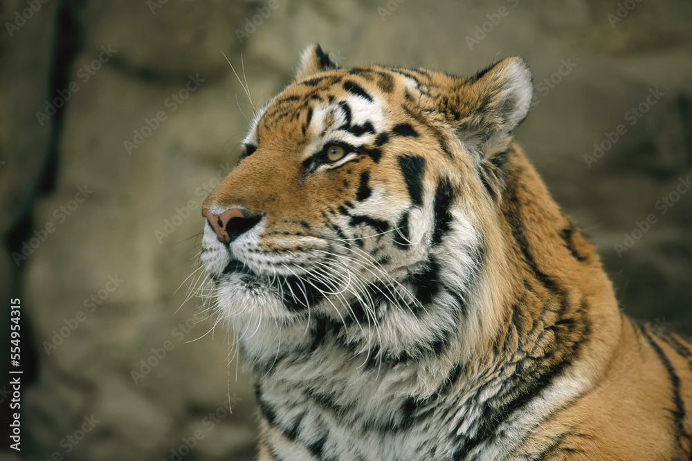Close-up portrait of the face of a male Siberian tiger (Panthera tigris altaica) in his outdoor zoo enclosure; Omaha, Nebraska, United States of America Close-up portrait of the face of a male Siberian tiger (Panthera tigris altaica) in his outdoor zoo enclosure; Omaha, Nebraska, United States of America
