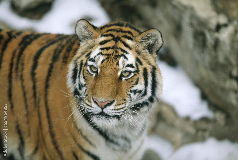 Siberian tiger (Panthera tigris altaica) wanders in her outdoor enclosure at a zoo; Omaha, Nebraska, United States of America Siberian tiger (Panthera tigris altaica) wanders in her outdoor enclosure at a zoo; Omaha, Nebraska, United States of America