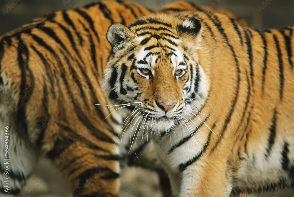 Pair of Siberian tigers (Panthera tigris altaica) pacing together in a zoo enclosure; Omaha, Nebraska, United States of America Pair of Siberian tigers (Panthera tigris altaica) pacing together in a zoo enclosure; Omaha, Nebraska, United States of America