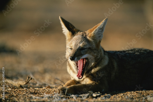 Yawning Desert fox (Vulpes vulpes sp.) lays on the ground in the coastal region of Chile's Atacama Desert; Chile photo