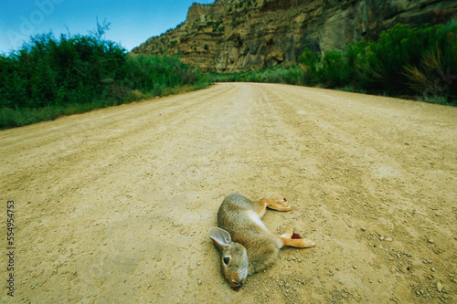 Dead rabbit, killed by drilling traffic, lies in a dirt road; Price, Utah, United States of America