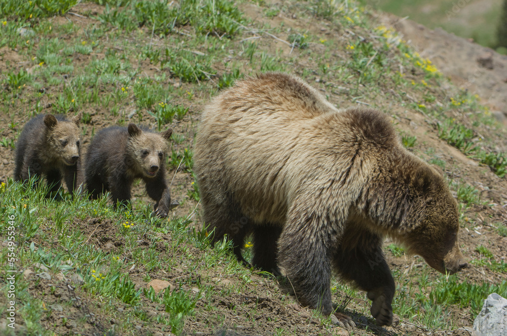 Twin Grizzly bear cubs (Ursus arctos horribilis) follow their mother in Yellowstone National Park; Wyoming, United States of America Twin Grizzly bear cubs (Ursus arctos horribilis) follow their mother in Yellowstone National Park; Wyoming, United States of America