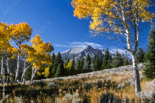 Vibrant yellow foliage on aspen trees and Electric Peak in the background, Gallatin Range in Yellowstone National Park; Montana, United States of America photo