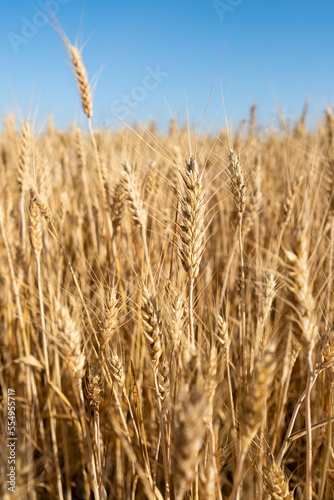 Close up of wheat ears  field of wheat in a summer day. Harvesting period