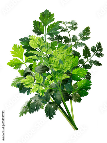 Obraz na plátně Bouquet of fresh herbs: Parsley, Chervil, Cilantro isolated png