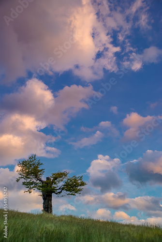 Lonely old tree on hill slope against dark blue sky and colorful clouds at sunset. Beautiful evening mountain landscape. Summer landscape with a lone tree