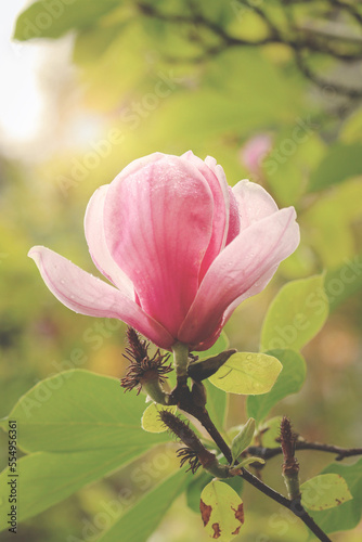 Beautiful spring floral nature background, blossoming light pink magnolia flowers blooming in spring season, selective focus
