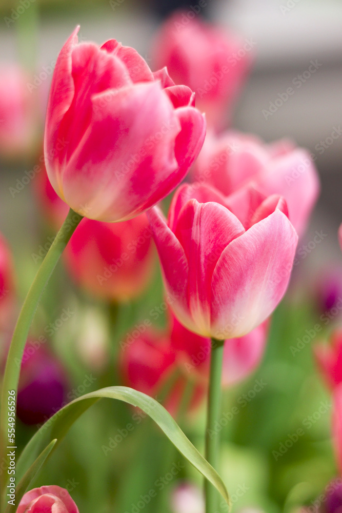 Pink tulip flower blooming in the spring garden, soft selective focus, flowers flower garden blooming in spring season Pink tulip flower blooming in the spring garden, soft selective focus, flowers flower garden blooming in spring season