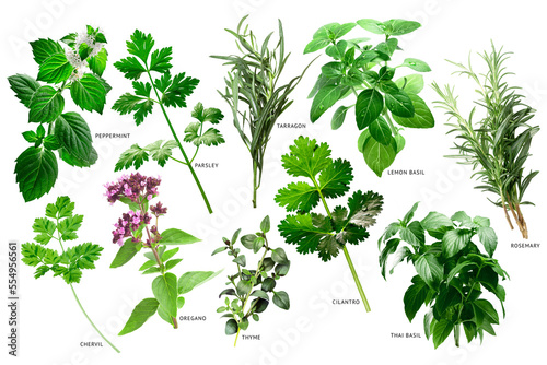 Tableau sur toile Collection of fresh fine herbs isolated png