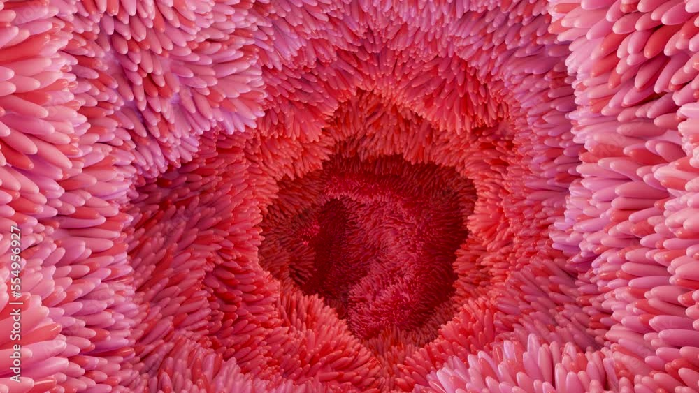 medically accurate animation of intestinal villi. Red microvilli in a intestinal tract. close-up, Microbiology, anatomy, biology, science, medicine, medical and healthcare concepts. 3D Rendering