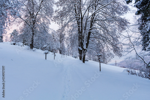 The road through the winter, snowy forest. Trees in the snow. Snow hidden path © Roman's portfolio